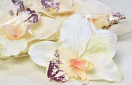 Orchidée D16cm Crème