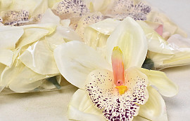 Orchidée Creme D14cm
