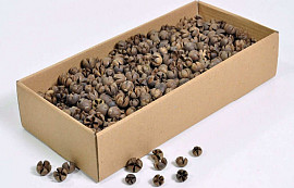 Wallachi Pods 1Kg.