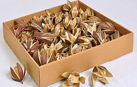 Wild Lily Flower 75pcs