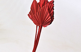 Palm Spear 40-55cm Red