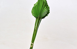 Palm Spear 40-55cm Vert