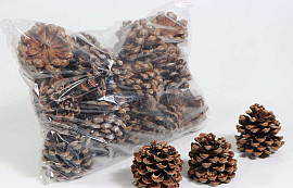Pinus Pinea Cones 25pcs bag