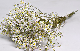 Limonium Blanc 70cm