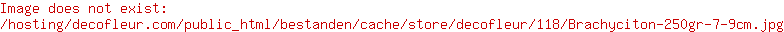 Brachyciton 250gr. 7-9cm