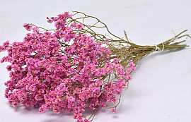 Limonium 45cm Roze