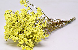 Limonium 60cm Yellow