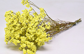 Limonium Gelb 40cm 