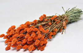 Bouquet Phalaris Orange 70cm