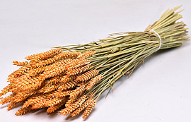 Triticum Peach (wheat) 70cm