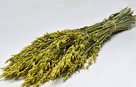 Avena Yellow 70cm