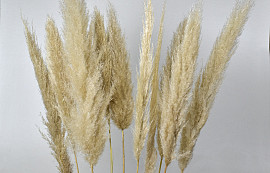 Pampas grass 90-110cm Mix