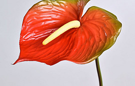 Anthurium 70cm-18cm Rood