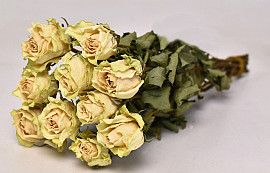 Rose Creme-Jaune 35cm