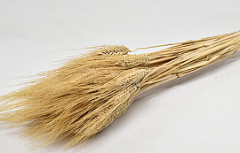 Wheat Blond Beard 200gr 75cm