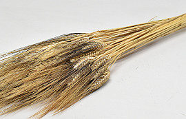 Wheat Black Beard 250gr 75cm
