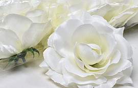 Rose D11cm Creme