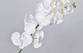 Phalaenopsis Spray White 100cm