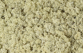 Reindeer Moss Natural per kg