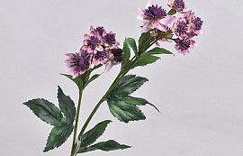 Astrantia Mauve 50cm