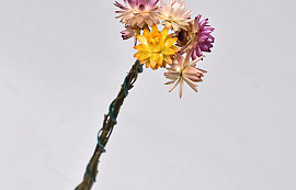 Mini Bunch Helichrysum 5pcs 30cm
