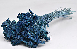 Achillea Parker Blau 60cm