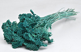 Achillea Parker Green Blue 60cm