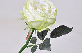 Edelrose Grün/Weiß 33cm