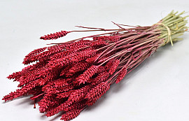 Bouquet Triticum Rouge (blé) 70cm