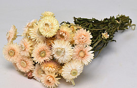 Helichrysum Cream 45cm