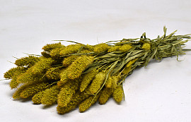 Setaria Yellow 65cm