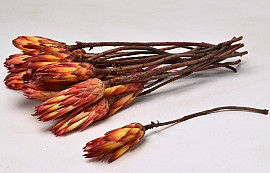 Protea Repens Rot 20pcs
