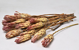 Protea Compacta Pink 20pcs