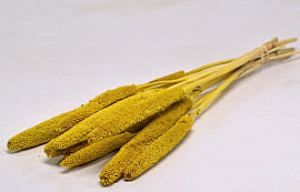 Bunch of Babala Yellow 10pcs 70cm 