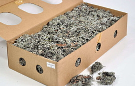 Grey Moss Kg