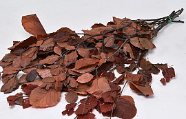 Beech Leaves Red 80cm