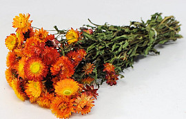 Helichrysum Orange 45cm