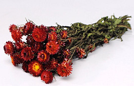 Helichrysum Rood 45cm