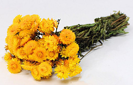 Bouquet Helichrysum Jaune 45cm
