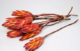 Protea Rood 30-35cm