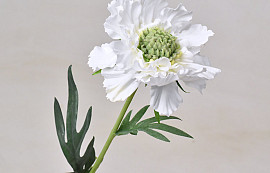 Scabiosa Blanc 35cm
