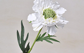 Scabiosa Weiß 35cm