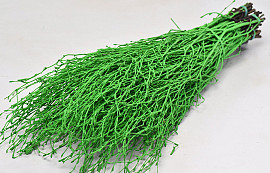 Bouleau Vert 50pcs