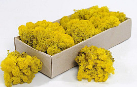 Reindeer Moss Yellow 500gr.