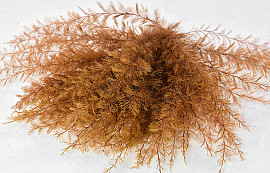 Air Fern Copper 15cm 5-Pack 