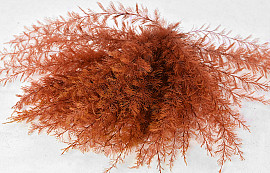 Air Fern Orange 15cm 5-Pack 