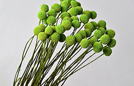 Craspedia Vert Clair, par tige