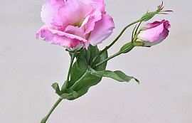 Lisianthus Pink 38cm
