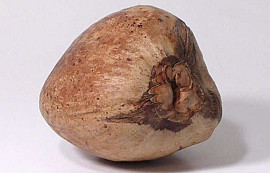 Coconut 16-18cm
