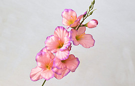 Sword Lily D9cm Pink